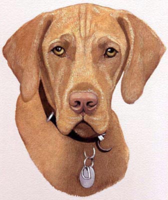 Pet Portraits - Dog Paintings from Your Favourite Photos - Vizsla