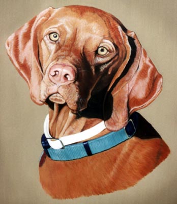 Pet Portraits - Dog Paintings from Your Favourite Photos - Vizsla