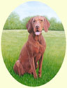 Click for larger image of Vizsla dog painting