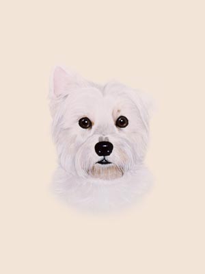 Pet Portraits - West Highland White Terriers - Westie Head Study - watercolours