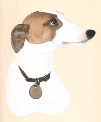 Pet Portraits - Whippet Sam Head Study in Watercolours