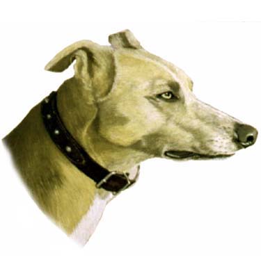 Pet Portraits - Whippet Head Study 2 in Watercolours