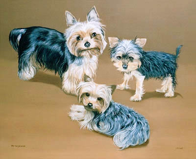 Pet Portraits - 3 Yorkshire Terriers - Oil Painting