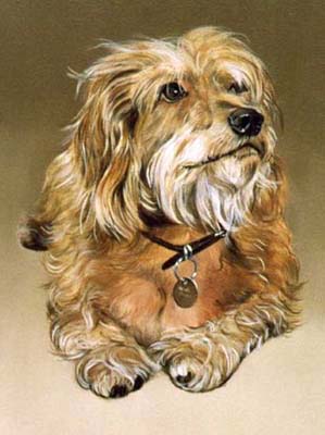 Pet Portraits - Yorkshire Terrier full body study - Yorkie in Oils