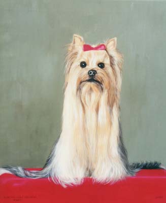 Pet Portraits - Yorkshire Terrier Abbey - Yorkie in Oils