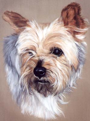 Pet Portraits - Dog paintings - Yorkshire Terrier