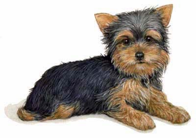 Pet Portraits - Dog paintings - Yorkshire Terrier pup